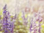 Salvia Flowers Stock Photo