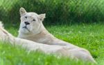 Background With Two White Lions Laying Together Stock Photo