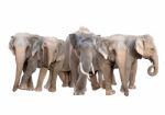 Group Of Asia Elephant Stock Photo