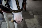 Close Up Of A Horse Pulling A Carrage Stock Photo