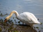 Mute Swan (cygnus Olor) At Warnham Nature Reserve Stock Photo