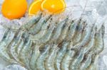 Fresh White Shrimps Stock Photo