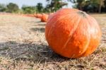 Orange Pumpkins In Row Stock Photo