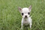 Puppy Chihuahua Stock Photo