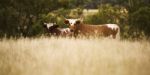 Longhorn Cow In The Paddock Stock Photo