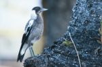 Australian Magpie Outdoors Stock Photo