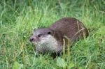 Eurasian Otter (lutra Lutra) Stock Photo