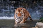 Tiger Walking In Water Stock Photo