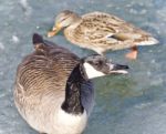 Photo Of A Cute Canada Goose And A Mallard On Ice Stock Photo