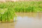 Natural Small Pond Stock Photo