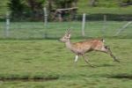 Deer Running Stock Photo