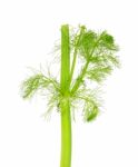 Fresh Fennel Isolated Stock Photo