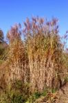 Chine Red Reeds Stock Photo