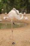 Portrait Of A Flamingo Stock Photo