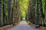 People Walking In Old Park Alley. Sunny Autumn Day Stock Photo