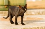 Black Cat Playing Outdoor Stock Photo