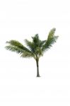 Palm Trees White Background Stock Photo