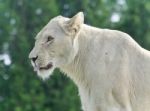 Beautiful Postcard With A White Lion Looking Aside Stock Photo