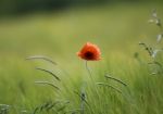 Poppy Stock Photo