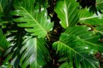 Green Leaves Texture Background Macro Stock Photo