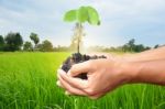 Plant In The Hand On Rice Field Background Stock Photo