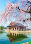 Gyeongbokgung Palace With Cherry Blossom In Spring,korea Stock Photo