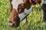 Cow On A Summer Pasture Stock Photo