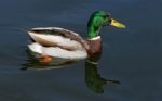 Duck In Water Stock Photo