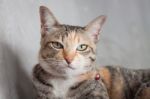 Thai Cat Pose With Grey Background Stock Photo