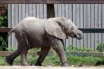 African Elephant (loxodonta) Stock Photo