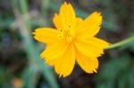 Cosmos Beautiful Yellow Flowers. Bloom Flourish Bloom Colors Contrast With The Green Of The Leaves And Trees Stock Photo