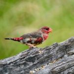 Juvenile Male Red Avadavat Stock Photo