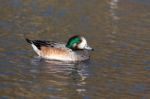 Chiloe Wigeon (anas Sibilatrix) Stock Photo