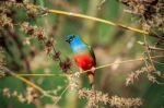 Pin-tailed Parrotfinch Bird Stock Photo