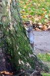 Grey Squirrel (sciurus Carolinensis) Stock Photo