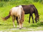 Horse In Field Stock Photo