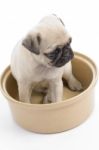 Small Puppy In Bowl Stock Photo