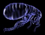 Flea Silhouette Stock Photo