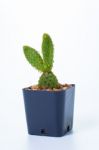 Opuntia Cochenillifera And Drop Stock Photo