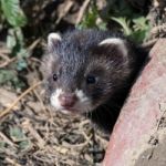 European Polecat (mustela Putorius) Stock Photo