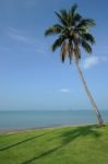 Outdoor Coconut Tree And Sea Stock Photo