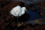 Snowy Egret Stock Photo