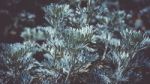 Blue Flowers Over A Dark Background Stock Photo