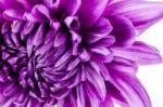 Chrysanthemum Flower Stock Photo