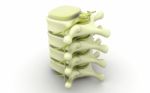 3d Rendered Of Illustration - Human Spine Stock Photo