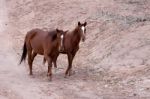 Wild Horses Canyon De Chelly Stock Photo