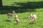 Fallow Deer (dama Dama) Stock Photo