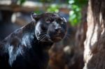 Black Jaguar Stock Photo