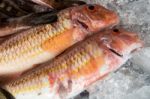 Comber Fish (serranus Cabrilla)  On Ice In Callao Salveje Teneri Stock Photo