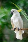 Sulphur-crested Cockatoo Stock Photo